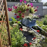 Les Coquelicots En Baie De Somme