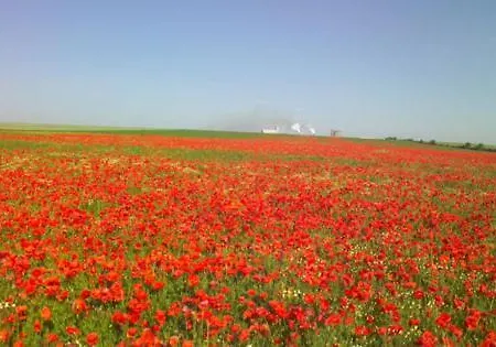 Les Coquelicots En Baie De Somme Saint-Blimont